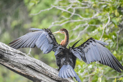 African Darter with wings spread while perched on a tree at Lake Panic in Kruger National Park.