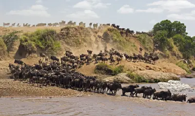 Wildebeest gathering at the Mara River before a Great Migration crossing in northern Serengeti National Park, Tanzania.