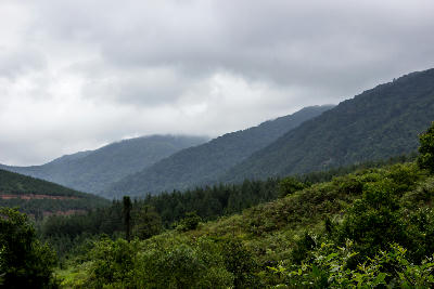 Rain clouds cling to the forested slopes of the Wolkberg Mountains above Magoebaskloof in Limpopo, South Africa.