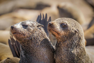 Two Cape fur seals resting closely together at Cape Cross Seal Reserve in Namibia.