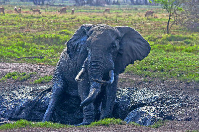 Large bull elephant with impressive tusks taking a mud bath in Tembe Elephant Park, KwaZulu-Natal, South Africa.