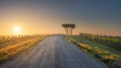 Via Francigena route passing pine trees and vineyards near Torrenieri, close to Montalcino, Tuscany, Italy, at sunset.