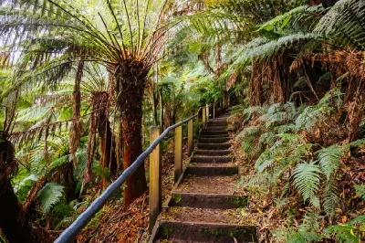 Forest steps and handrail descending through tree ferns on the Hopetoun Falls walking trail, Victoria.