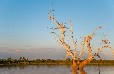 Dead standing tree illuminated by the evening sun in Lake Manze, Nyerere National Park, Tanzania.