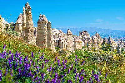 Wildflowers in the foreground with tall fairy chimneys rising across Love Valley in Cappadocia, Turkey.