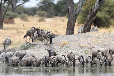 A herd of wildebeest drinking from the Tarangire River in Tarangire National Park, Tanzania, with zebras resting beneath acacia trees in the background.