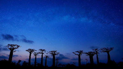 Baobab tree silhouettes beneath a starry twilight sky at Avenue of the Baobabs in Madagascar
