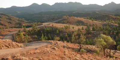 Winding dirt road through rocky hills and native trees at Razorback Lookout, with warm afternoon light and distant mountain ridges in South Australia's Flinders Ranges.