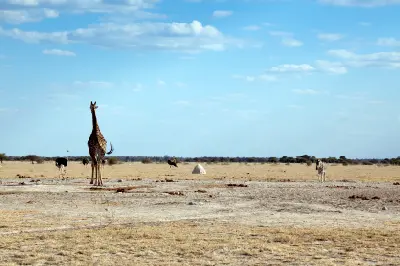 Giraffe, zebra, ostriches and a black-backed jackal in the open grasslands of Nxai Pan, Botswana.
