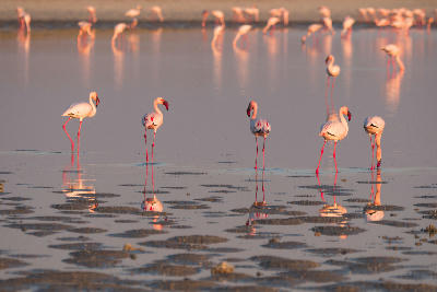 Greater flamingos feeding in shallow water on the Makgadikgadi Pans, Botswana.