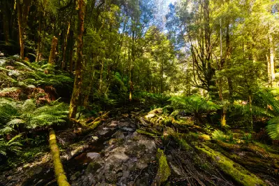 Lush tree ferns, moss-covered logs and dense rainforest near Nelson Falls in western Tasmania.