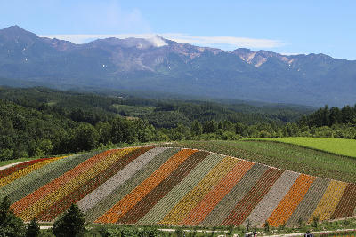 Colorful rows of flower fields at Farm Tomita with layered mountains in the background, Furano, Hokkaido, Japan.