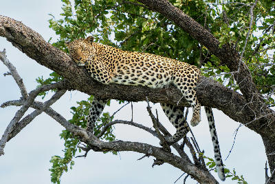 Leopard resting on a tree branch in Mashatu Game Reserve within Botswana's Tuli Block.