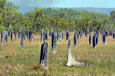 Field of tall, narrow magnetic termite mounds standing among dry grasses and eucalyptus woodland in Litchfield National Park, Northern Territory, Australia.
