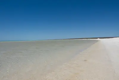 Wide view along the pale shell shoreline and shallow clear water at Shell Beach.