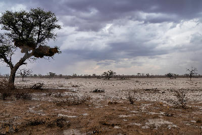 Dark thunderstorm clouds above the flooded Nossob Riverbed and camelthorn trees in Kgalagadi Transfrontier Park.