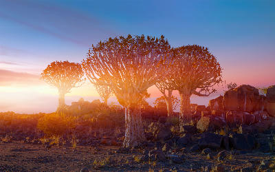 Quiver trees glowing in warm sunrise light among dark volcanic rocks in the Quiver Tree Forest of southern Namibia.