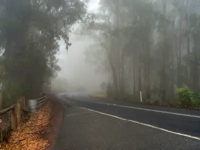 Winding forest road disappearing into dense fog among tall trees in the Otway Ranges, Victoria.