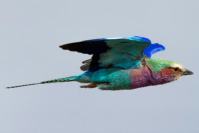 Lilac-breasted roller in flight with blue, turquoise and purple plumage in Madikwe Game Reserve, North West Province, South Africa.
