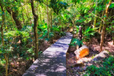 Elevated boardwalk winds through dense subtropical rainforest, surrounded by palms, ferns and tall trees at Minnamurra.