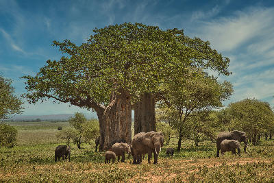 Herd of African elephants standing beneath enormous baobab trees in Baobab Valley, Tarangire National Park, Tanzania.