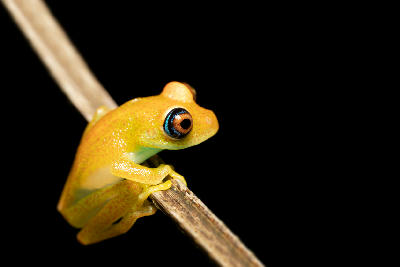 Bright-eyed tree frog resting on a branch in Ranomafana National Park, Madagascar.