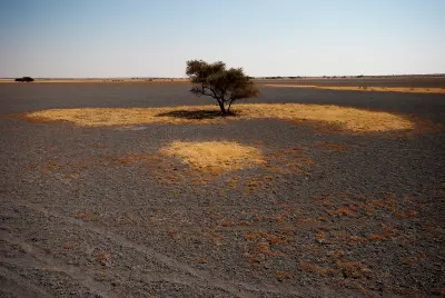 Lone acacia tree standing on the open expanse of Deception Valley in the Central Kalahari Game Reserve, Botswana.