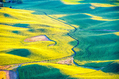 Curving farm roads and rolling green wheat fields in the Palouse region of Washington