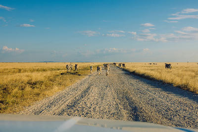Zebras walking across a gravel safari road in the open grasslands of Etosha National Park, Namibia.