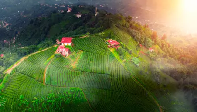 Aerial view of terraced tea plantations and hillside houses in Rize Province, Turkey, illuminated by warm evening light.