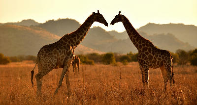 Two giraffes facing each other in golden grassland at sunset in Pilanesberg National Park, South Africa.