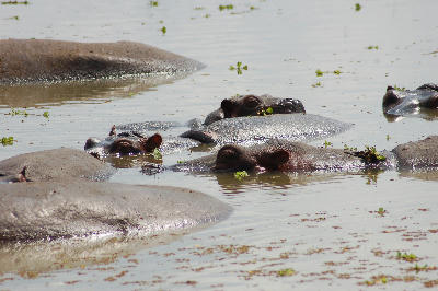 Hippo pod resting in Hippo Pools at Mikumi National Park, Tanzania.