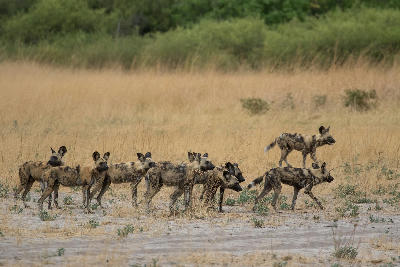 Pack of African wild dogs walking across the grassy floodplains of the Linyanti region in northern Botswana.