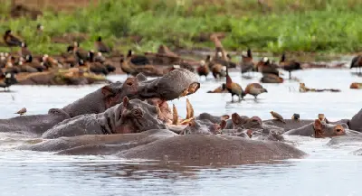 Pod of hippopotamuses resting in the shallow waters of Lake Manyara with wetland birds in the background, Tanzania.
