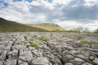 Fractured limestone pavement with scattered trees and Ingleborough mountain in the background beneath cloudy skies in the Yorkshire Dales, England.