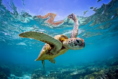 Green sea turtle swimming above coral reef in the southern Great Barrier Reef, Queensland, Australia.