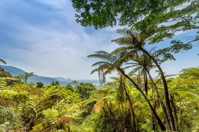 A horizontal view looking out through tall, slender tree ferns and a dense green rainforest canopy towards distant blue mountains, coastal lowlands, and a soft blue sky with thin, wispy clouds.