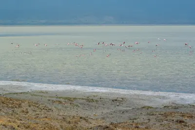 Lesser flamingos flying over Empakaai Crater Lake in northern Tanzania, with the calm crater lake and forested caldera slopes of the Ngorongoro Highlands in the background.