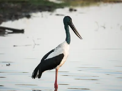 Black-necked stork with dark iridescent neck, black-and-white plumage and long red legs standing in shallow water at Yellow Water Billabong, Kakadu National Park.
