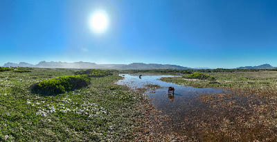 Wild horses in the wetlands of Rooisand Nature Reserve near Kleinmond, South Africa