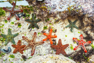 Colourful red-knobbed starfish scattered across a shallow tidal pool with sand, seagrass and clear tropical water near Mnemba Atoll, Zanzibar, Tanzania.
