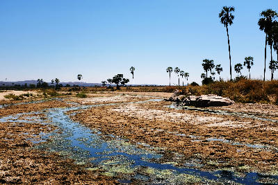 Dry-season view of the Great Ruaha River with exposed riverbed, scattered palms and shallow water channels in Ruaha National Park, Tanzania.