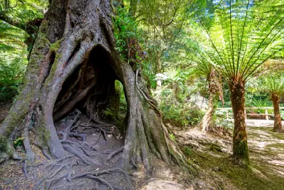 Large hollow rainforest tree with exposed roots and surrounding tree ferns at Maits Rest, Victoria.