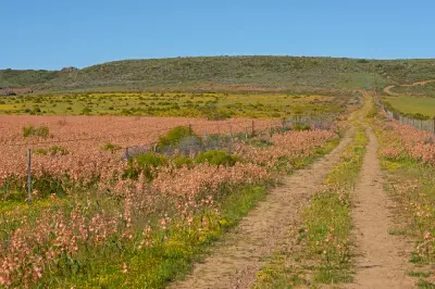 Dirt farm road bordered by spring wildflowers near Nieuwoudtville, South Africa.