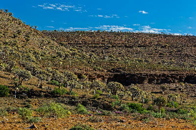 Quiver trees covering a rocky hillside in Gannabos Protected Area near Nieuwoudtville in the Northern Cape, South Africa.