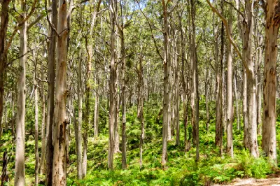 Tall karri trees and green fern undergrowth in Boranup Karri Forest, Western Australia.