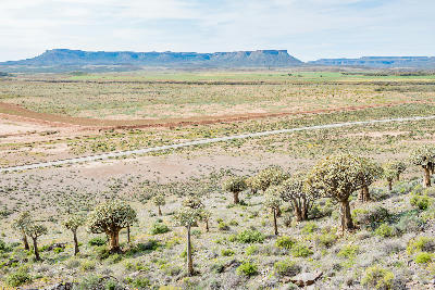 Quiver trees on a hillside at Gannabos Quiver Tree Forest near Nieuwoudtville with views across the Hantam landscape.