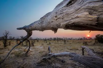 Sunrise behind a fallen tree on Chief's Island in the Okavango Delta, Botswana.