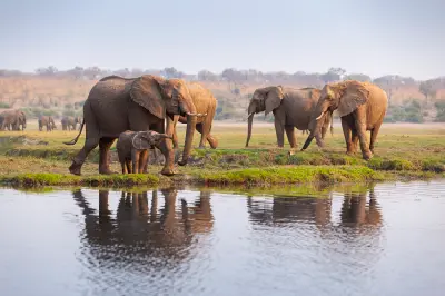 Herd of African elephants drinking from the Chobe River with reflections in Chobe National Park, Botswana.