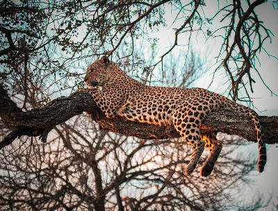 Leopard resting on a tree branch at sunset on Chief's Island in the Okavango Delta, Botswana.